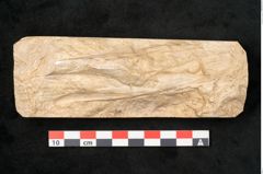 Foto (Detailansicht) von Plantae indet.  (NHMW-GEO-2024-0188-11639)